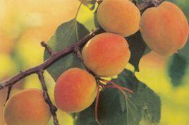 關爺臉杏 關爺臉杏