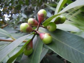 台灣蒲桃 台灣蒲桃