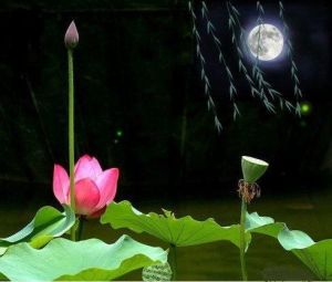 月色荷塘 月色荷塘