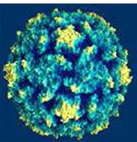 流行乙型腦炎病毒 流行乙型腦炎病毒