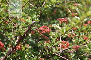 珍珠莢蒾(變種) 珍珠莢蒾(變種)
