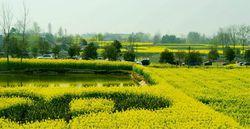 荊門油菜花旅遊節