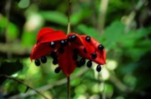 油脂植物 油脂植物