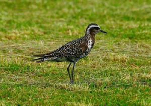 美洲金鴴 美洲金鴴