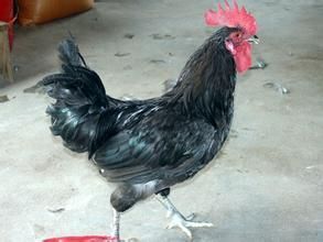 東鄉綠殼蛋雞 東鄉綠殼蛋雞