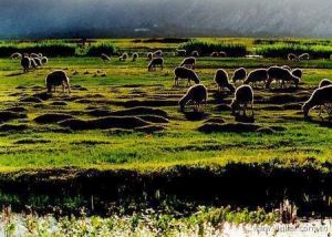 拉魯濕地保護區 拉魯濕地保護區