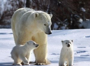 北極熊與熊寶寶