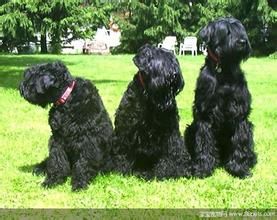 黑俄羅斯梗 黑俄羅斯梗