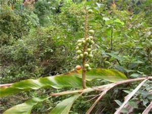 光葉雲南草蔻