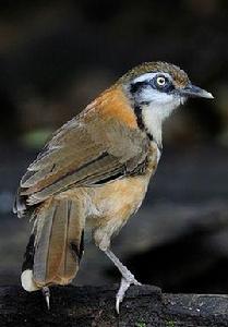 小黑領噪鶥 小黑領噪鶥