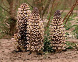 于田紅柳大芸 于田紅柳大芸