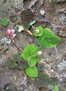 紫背天葵[秋海棠科紫背天葵]