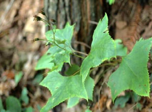 天目山蟹甲草 天目山蟹甲草