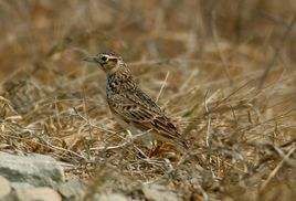 小雲雀喜馬拉雅亞種 小雲雀喜馬拉雅亞種