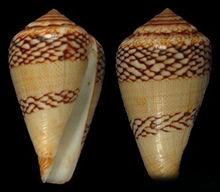 竹雕芋螺（GASTROPODA網）