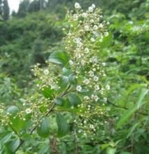 峨眉翠蘭繡線菊