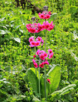 金川粉報春 金川粉報春