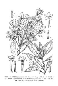 岷江瑞香 岷江瑞香