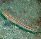 紅絲蝦虎魚 紅絲蝦虎魚