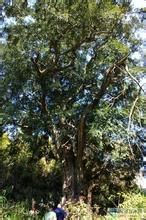 巴山榧樹 巴山榧樹