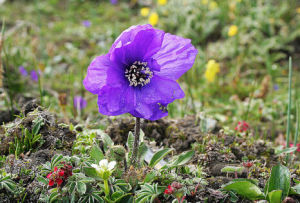 優雅綠絨蒿 優雅綠絨蒿