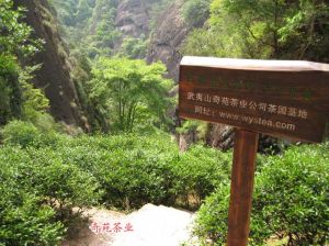 武夷山奇苑茶業有限公司