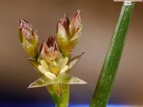 東川燈心草 東川燈心草