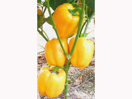 金星甜椒 金星甜椒