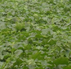 西小吳村 西小吳村