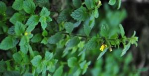 寬葉柳穿魚 寬葉柳穿魚