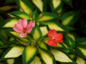 葉底花鳳仙花 葉底花鳳仙花