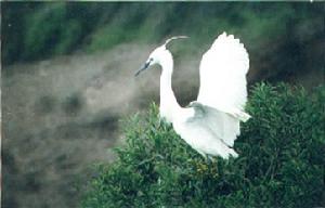 廈門珍稀海洋物種自然保護區