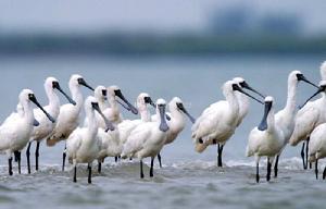 海南東方黑臉琵鷺省級自然保護區 海南東方黑臉琵鷺省級自然保護區