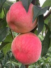 小峪子村[北京市平谷區大華山鎮小峪子村]