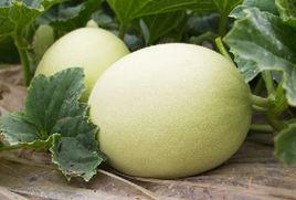玉菇甜瓜 玉菇甜瓜