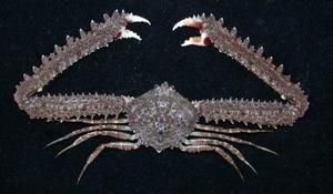 長手緊握蟹 長手緊握蟹