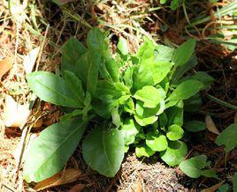 土人參[土人參屬植物]