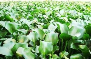 巨紫根小柄葉水葫蘆 巨紫根小柄葉水葫蘆