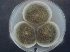 麴黴菌的培養皿