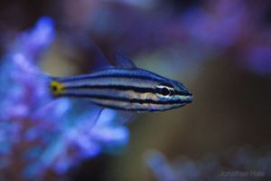 暗紋前角魨 暗紋前角魨