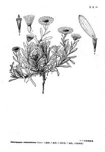 半臥狗娃花墨線圖