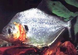 紅腮食人鯧 紅腮食人鯧