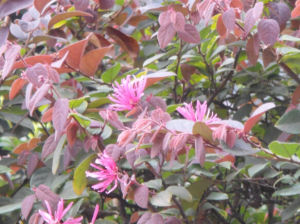 小短尖虎耳草 小短尖虎耳草