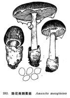 隱花青鵝膏 隱花青鵝膏