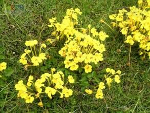 長花馬先蒿管狀變種 長花馬先蒿管狀變種