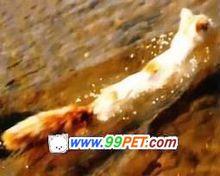 土耳其梵科迪斯貓