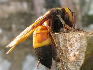 黑尾胡蜂 黑尾胡蜂