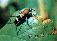 葡萄虎天牛 葡萄虎天牛