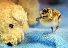 破殼幼小的勺嘴鷸