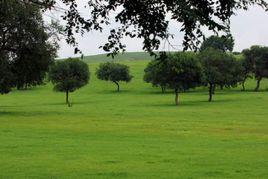 暖季型草坪 暖季型草坪